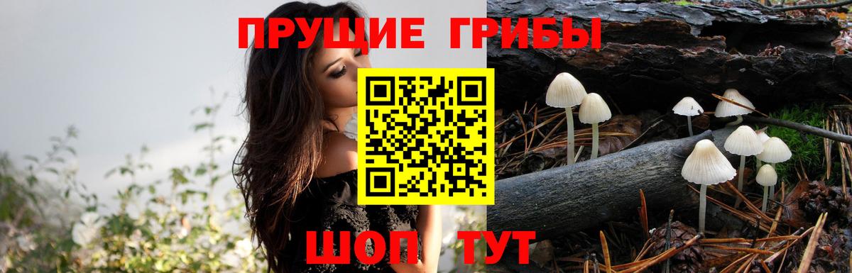 Псилоцибиновые грибы Psilocybine cubensis  цена   Маркс  Галлюциногенные грибы Cubensis 